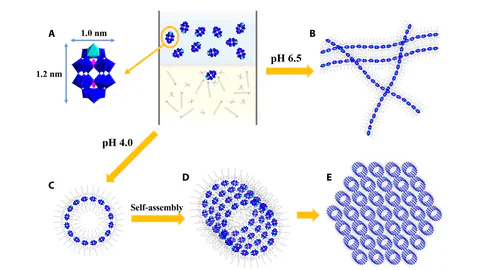 Single molecule–mediated assembly of polyoxometalate single-cluster rings and their three-dimensional superstructures